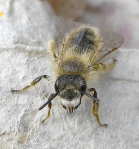 Andrena sp.